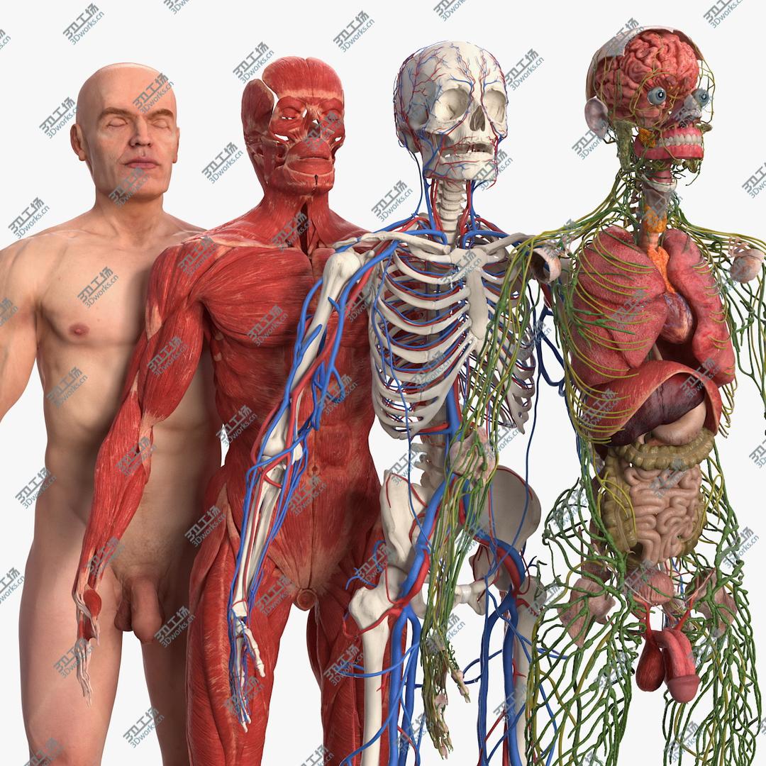 images/goods_img/20210113/3D Male Full Body Anatomy and Skin/1.jpg